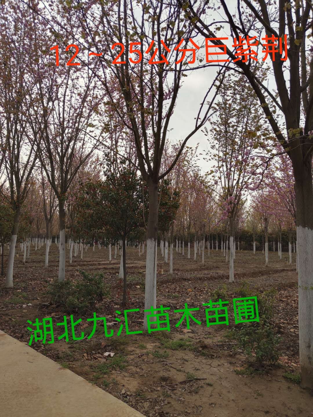 巨紫荆  紫叶紫荆 加拿大紫荆宫粉紫荆