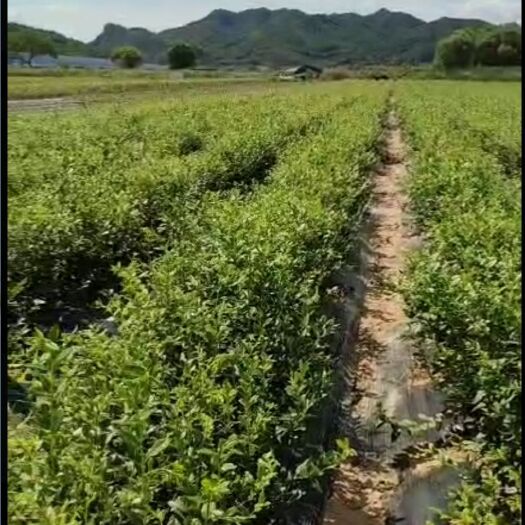 东港市北陆蓝莓苗  辽宁丹东蓝莓苗