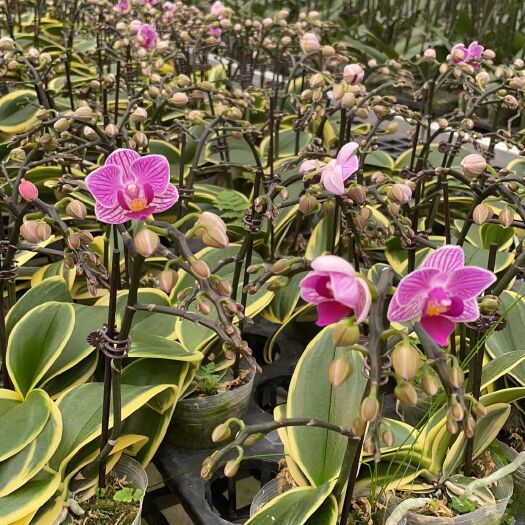 蝴蝶兰20210906少量开花大花苞