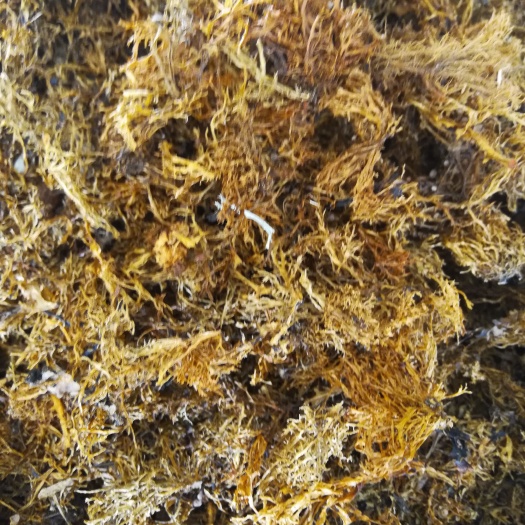南华县山野菜 云南土特产野生树花菜干菜山货，天然无污染！