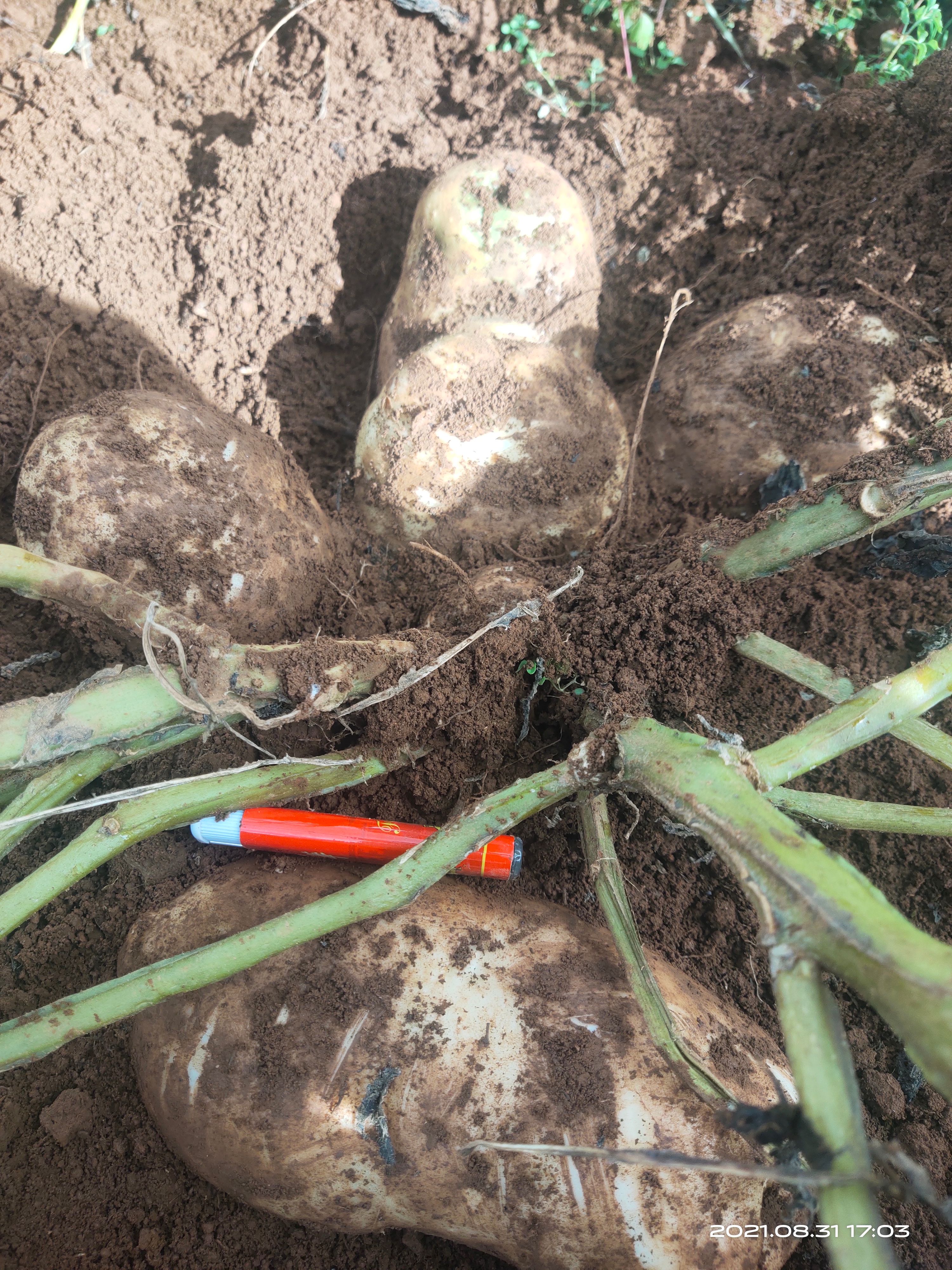 丽薯6号种薯 丽署六号种子