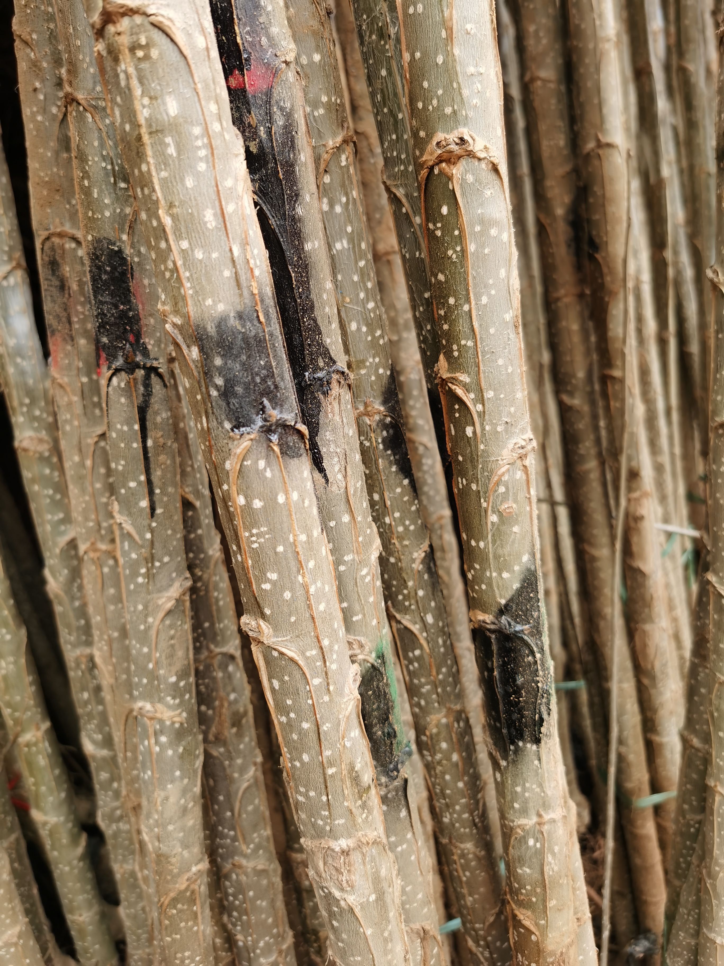 速生小城黑  杨树苗 小黑快杨树苗