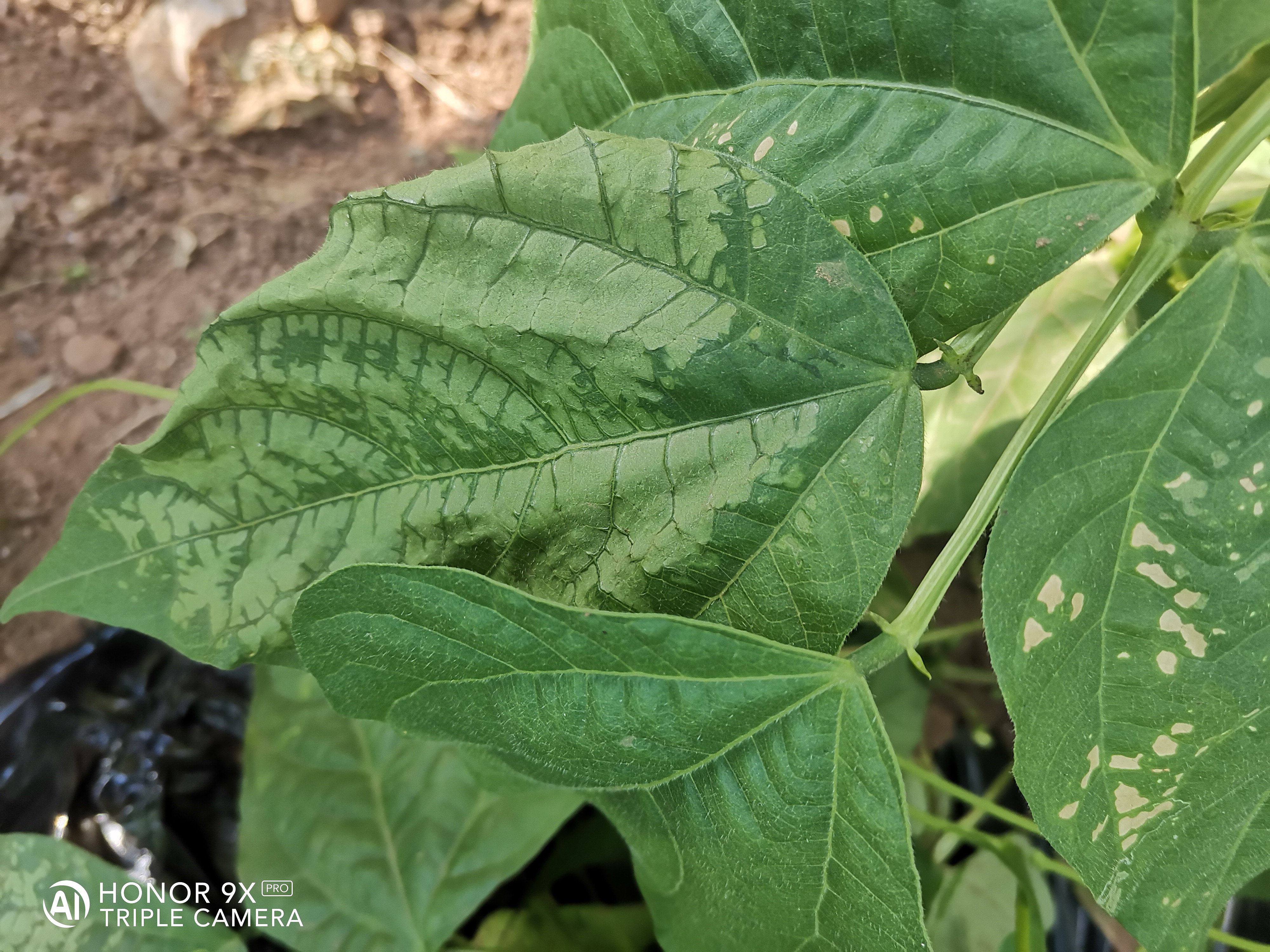老师您好架豆王豆角叶子干枯什么病如何治疗谢谢