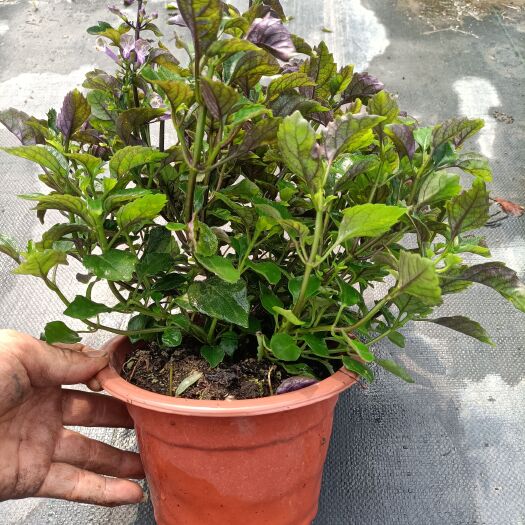 平湖市熏衣草花环 吸毒草，特丽莎