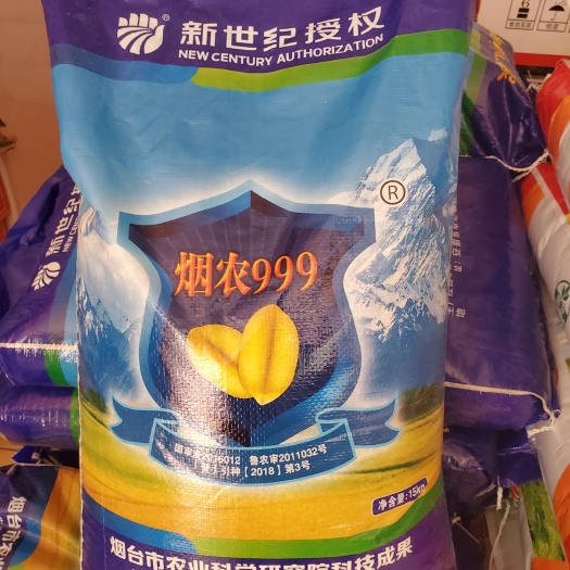 夏津县白麦  烟农999