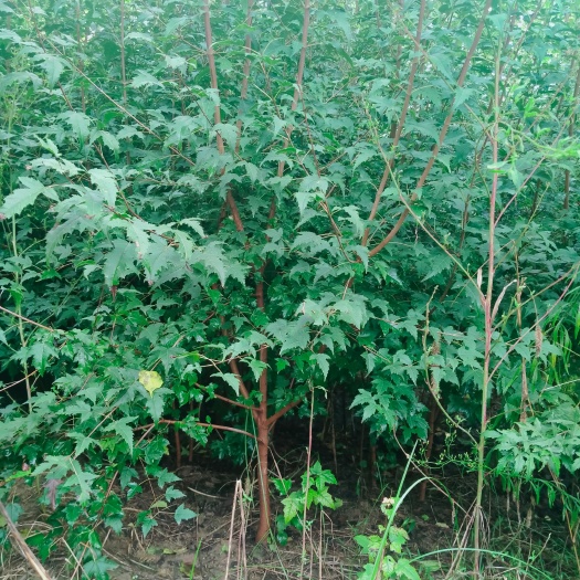 鄢陵县 茶条槭
