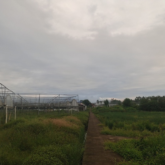 旱地 400亩蔬菜基地，大棚出租，基础设施齐，水源方便，土地平整