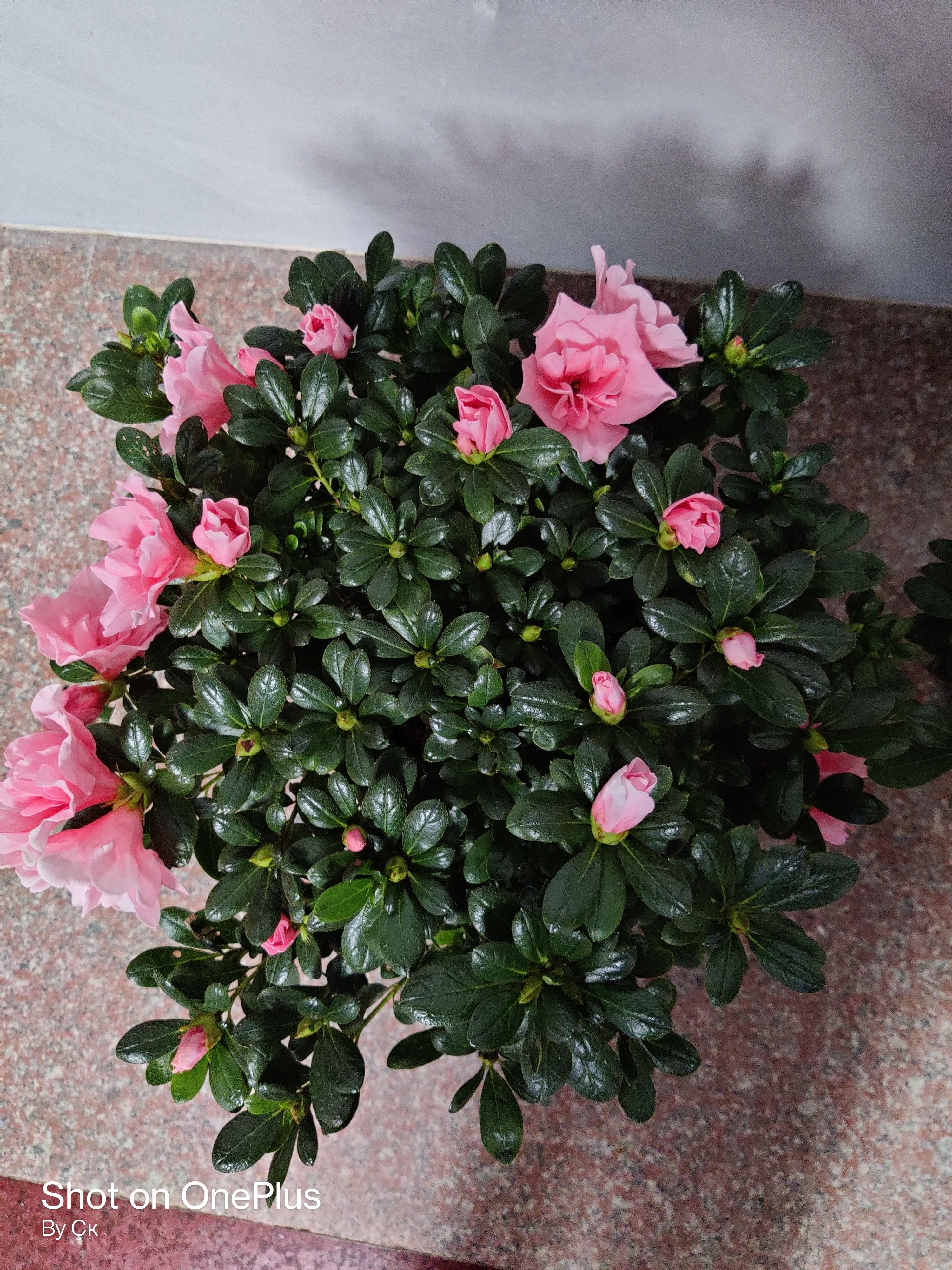 小桃红杜鹃花  二十一杯桃红杜鹃批发
