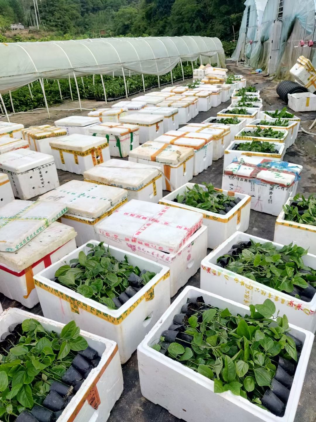 黄金百香果苗  钦蜜百香果苗  钦蜜九号百香果苗 维蜜百香果