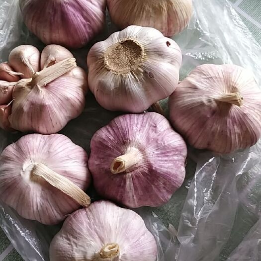 濮阳县白皮蒜 大蒜