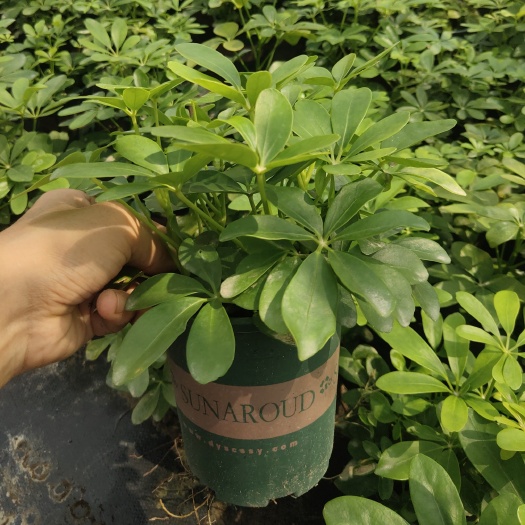 常州鸭脚木盆栽  摇钱树0.5加仑