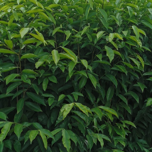 普宁市沉香苗  实生苗 嫁接苗 小袋苗 杯苗中杯