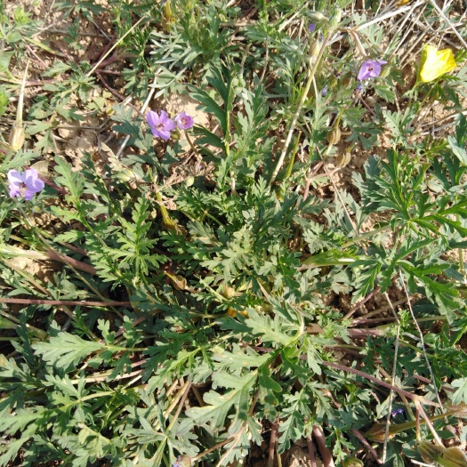 中药材老鹳草