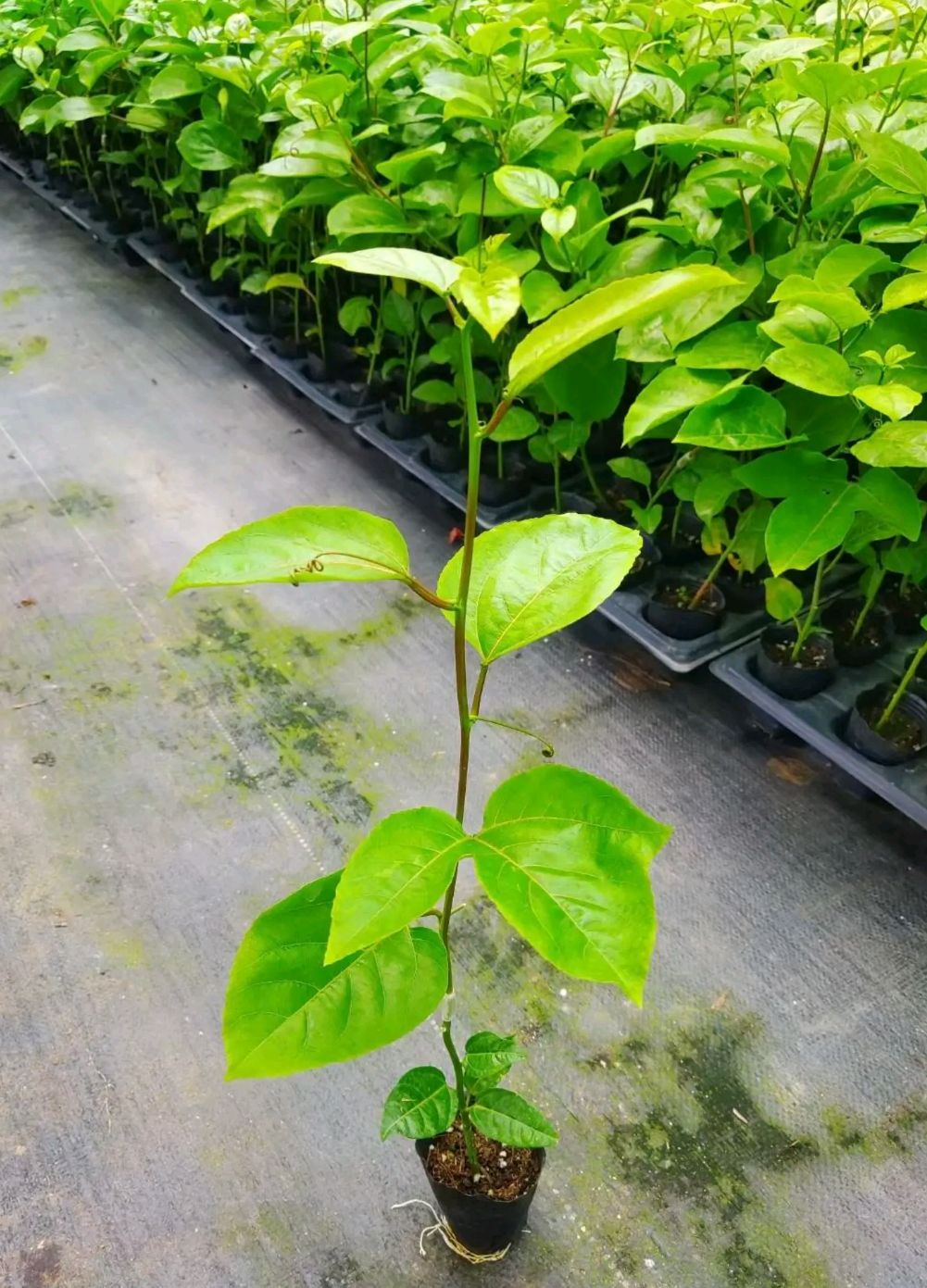 黄金百香果苗  钦蜜百香果苗  钦蜜九号百香果苗 维蜜百香果