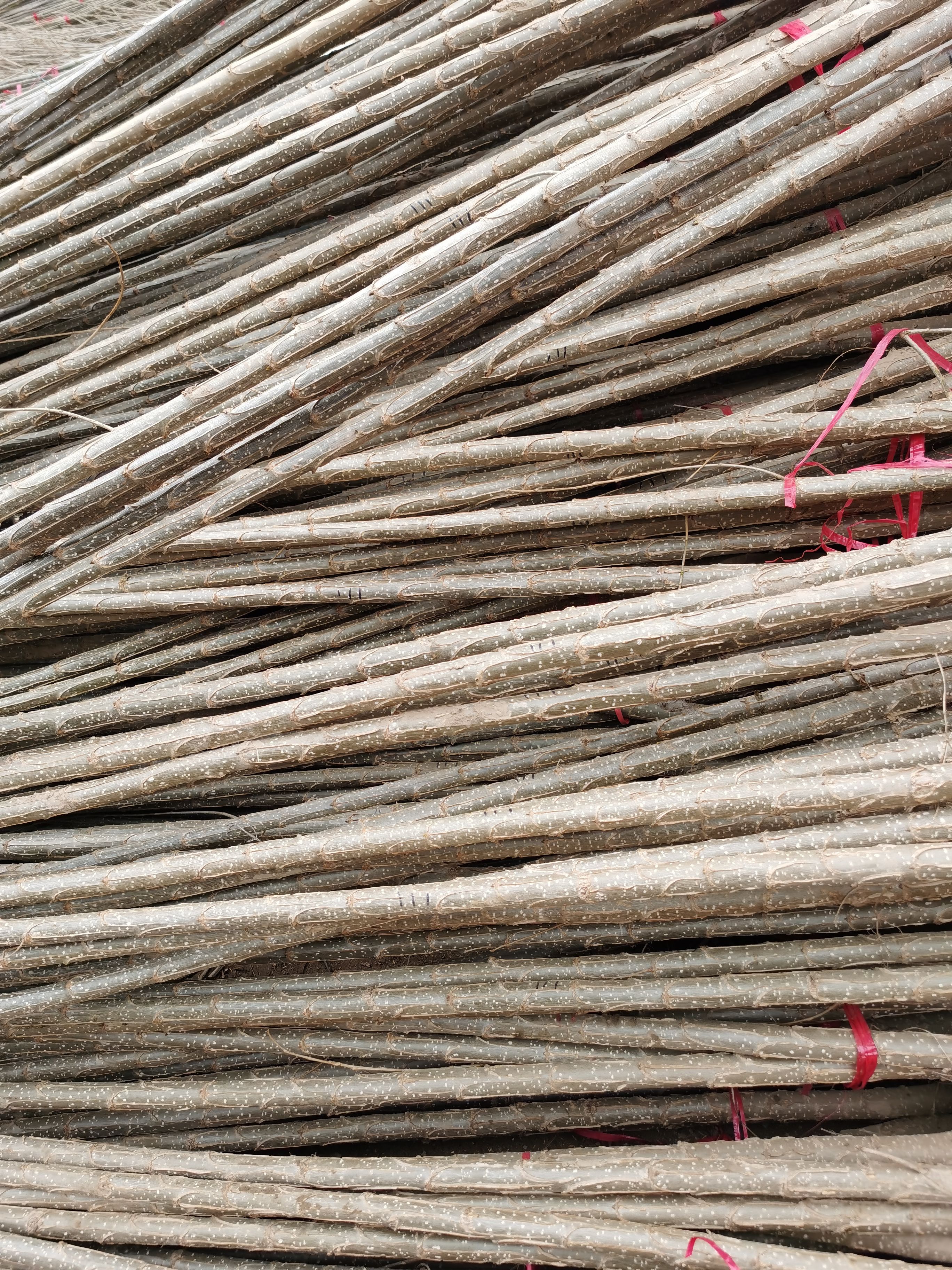 速生小城黑  杨树苗 小黑快杨树苗