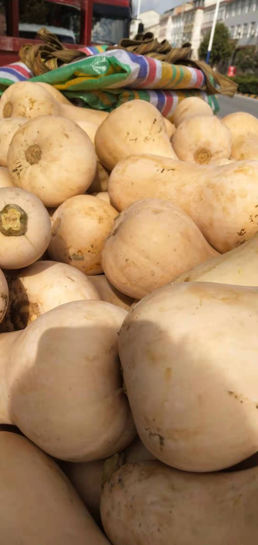 奶油南瓜大量供应，干，面，甜