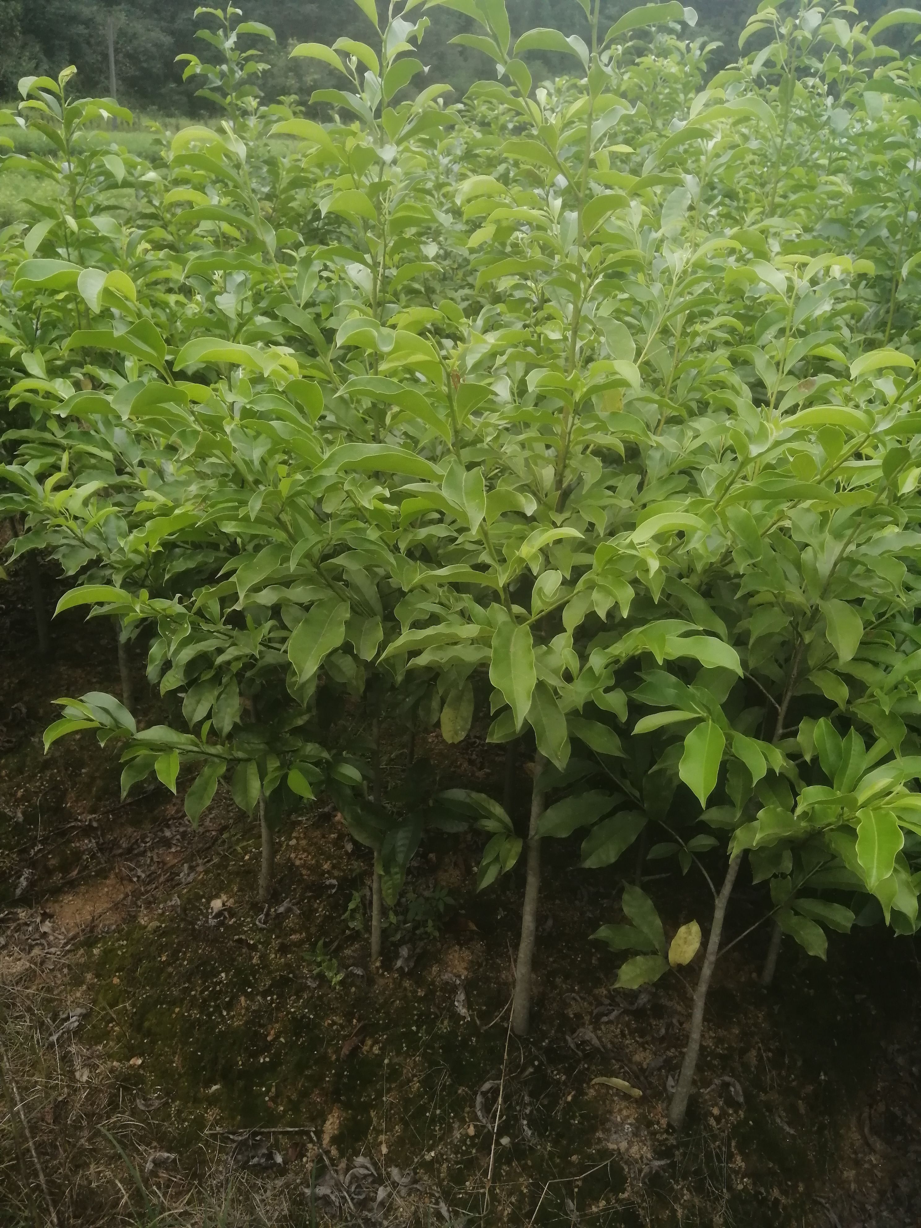 深山含笑，乐昌含笑，诚信经营，全国发货，自产自销苗圃直供批发