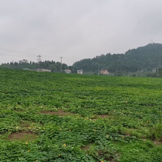 射洪市水浇地 土地