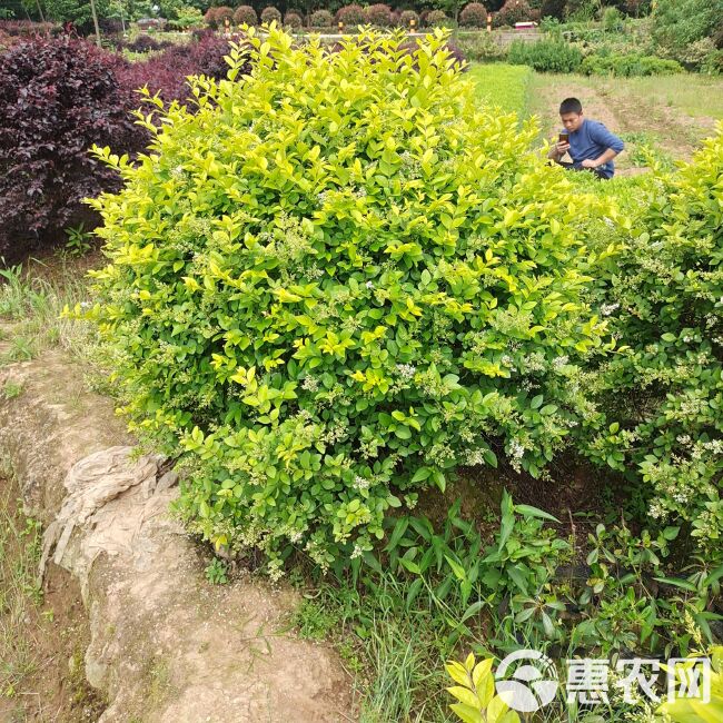  金森女贞苗金森女贞球基地批发