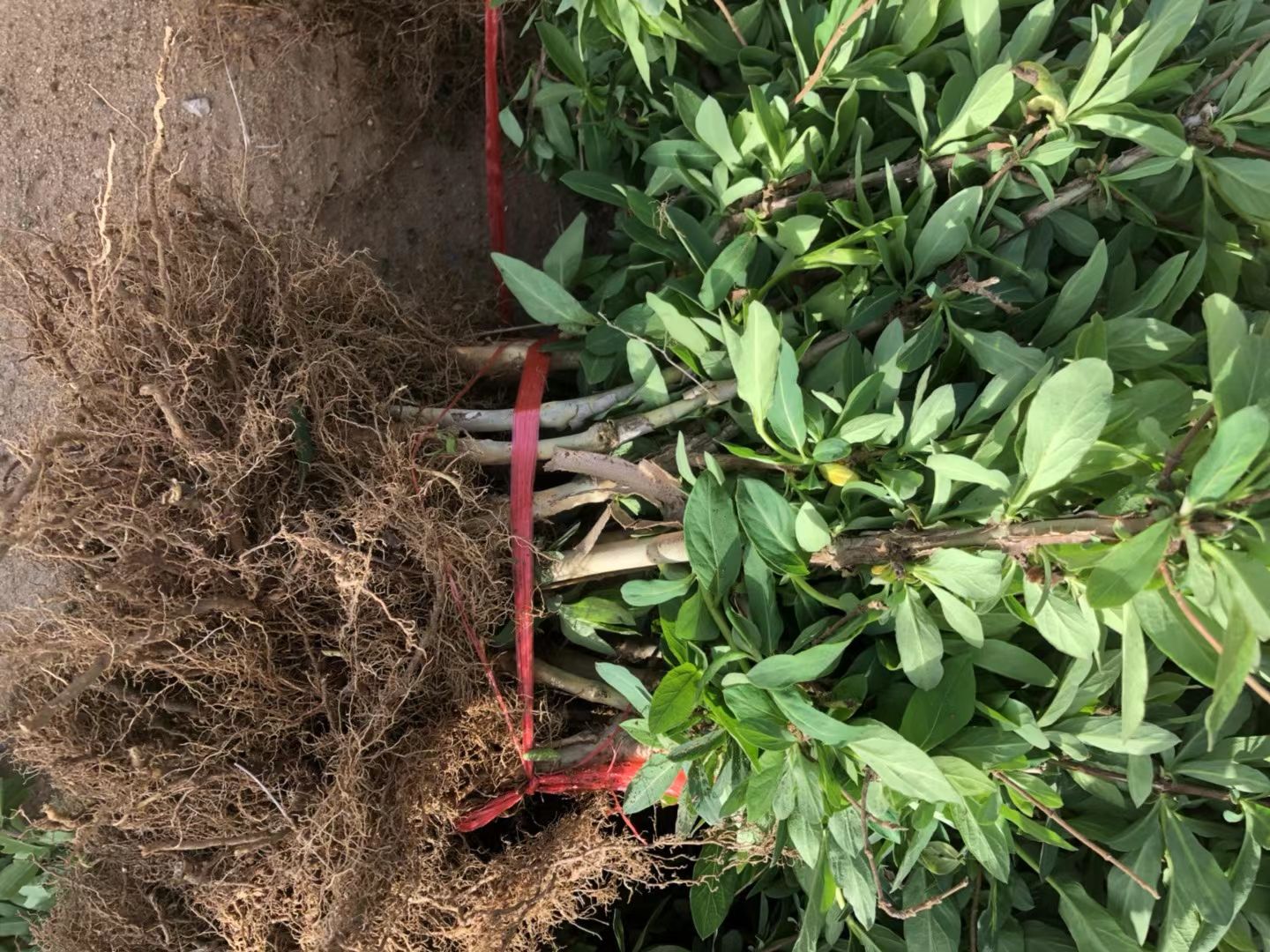  北花一号金银花苗，幼苗，大苗，