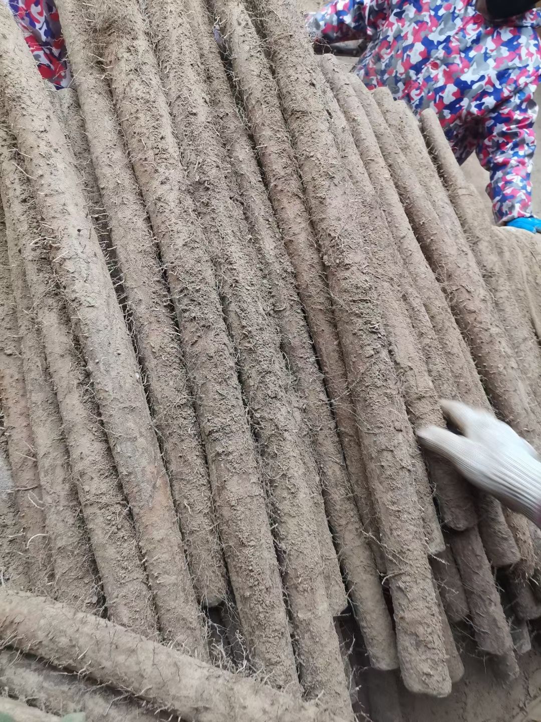 铁棍山药  有白玉，有麻山药，有铁棍