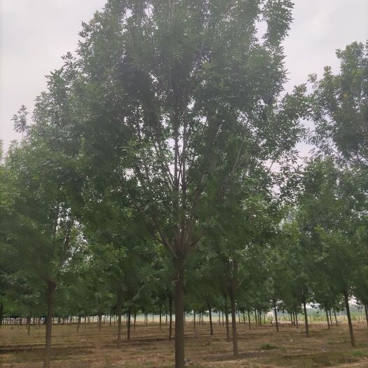 宁阳县供应十五的白蜡