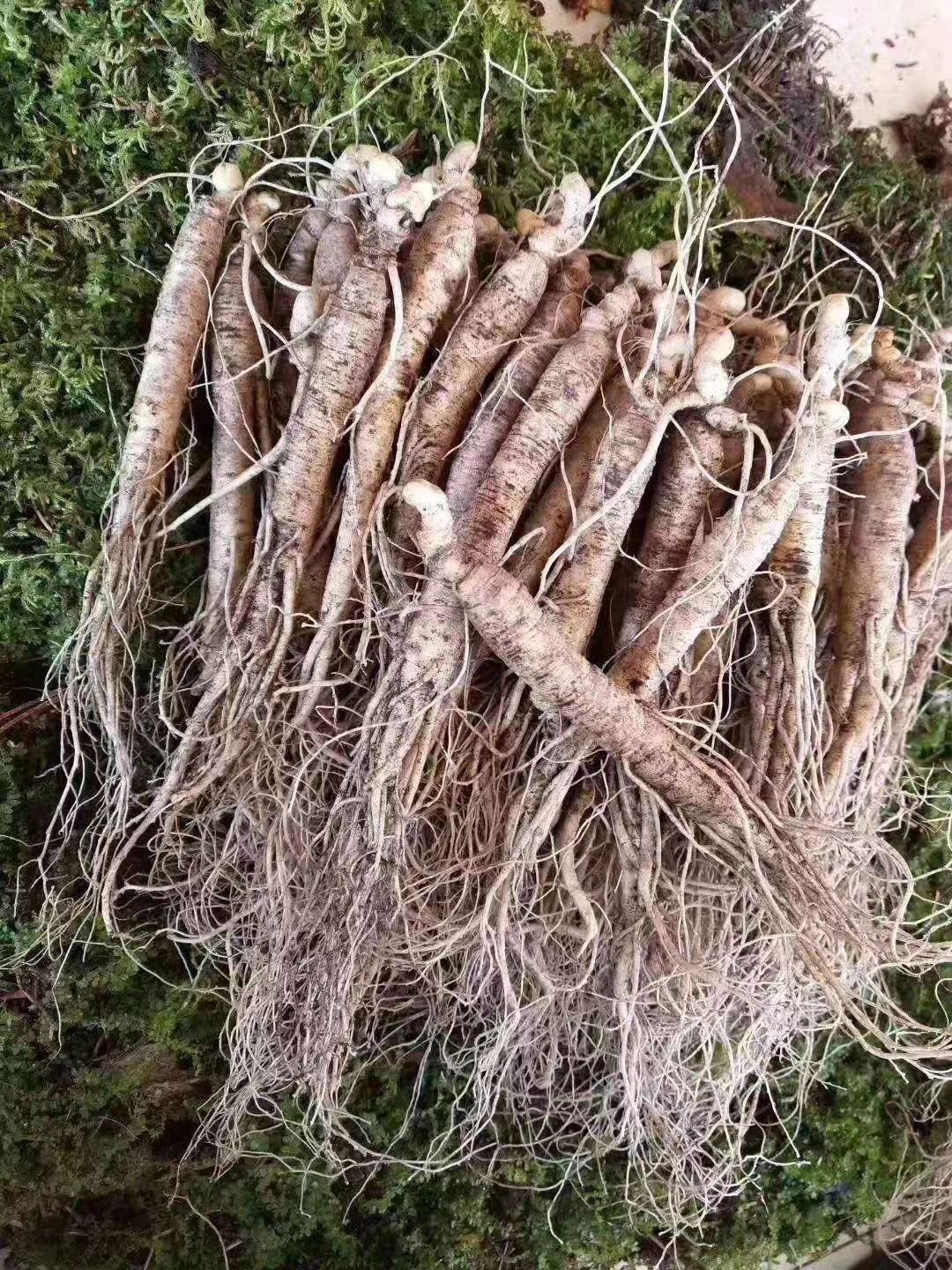 园参  [包邮吉林长白山当季鲜参自家种植产地直发坏烂补发