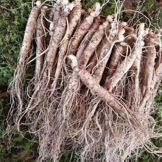 园参  [包邮吉林长白山当季鲜参自家种植产地直发坏烂补发