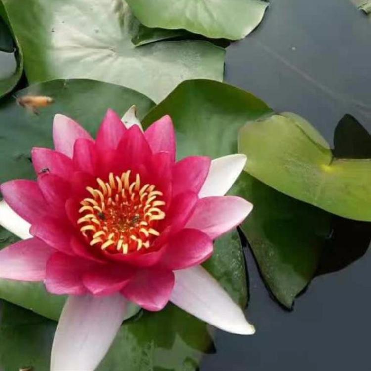 沭阳县四季碗莲种子水养水生莲花水培植物室内阳台碗莲睡莲种子包邮