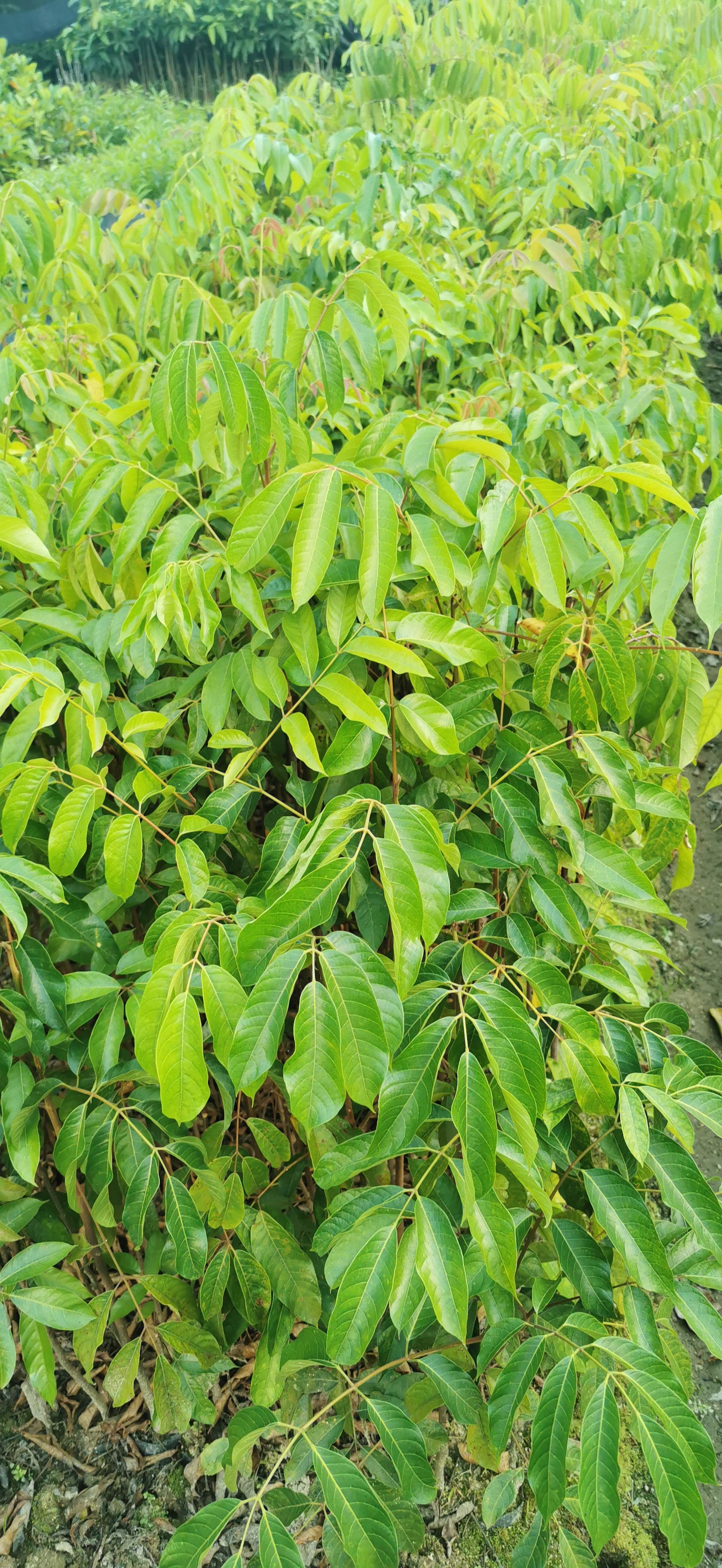 青橄榄苗  青橄榄 实生苗 嫁接苗 甜种橄榄 三捻橄榄袋苗