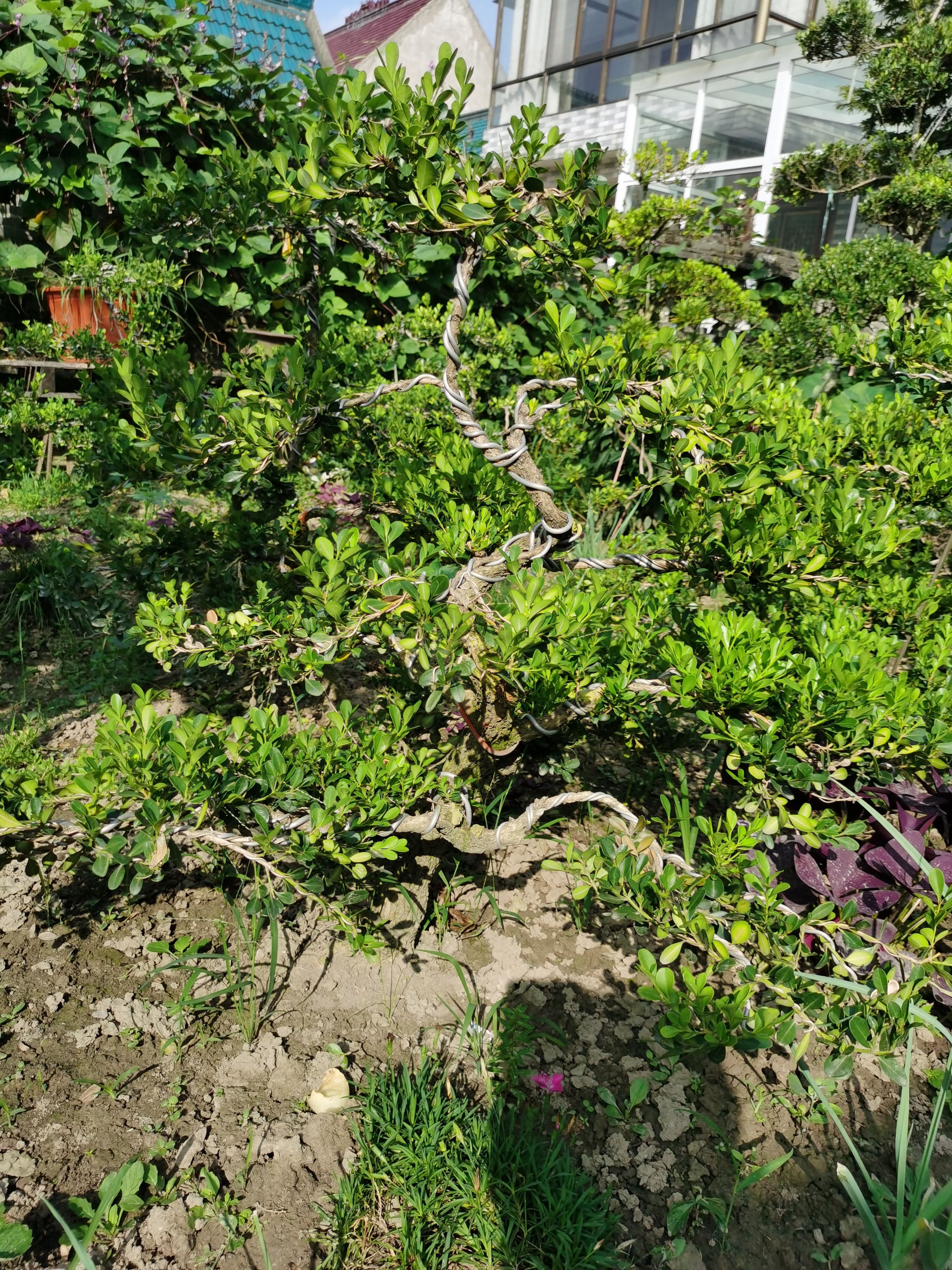  造型黄杨树