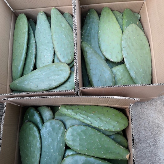 祥云县食用仙人掌片