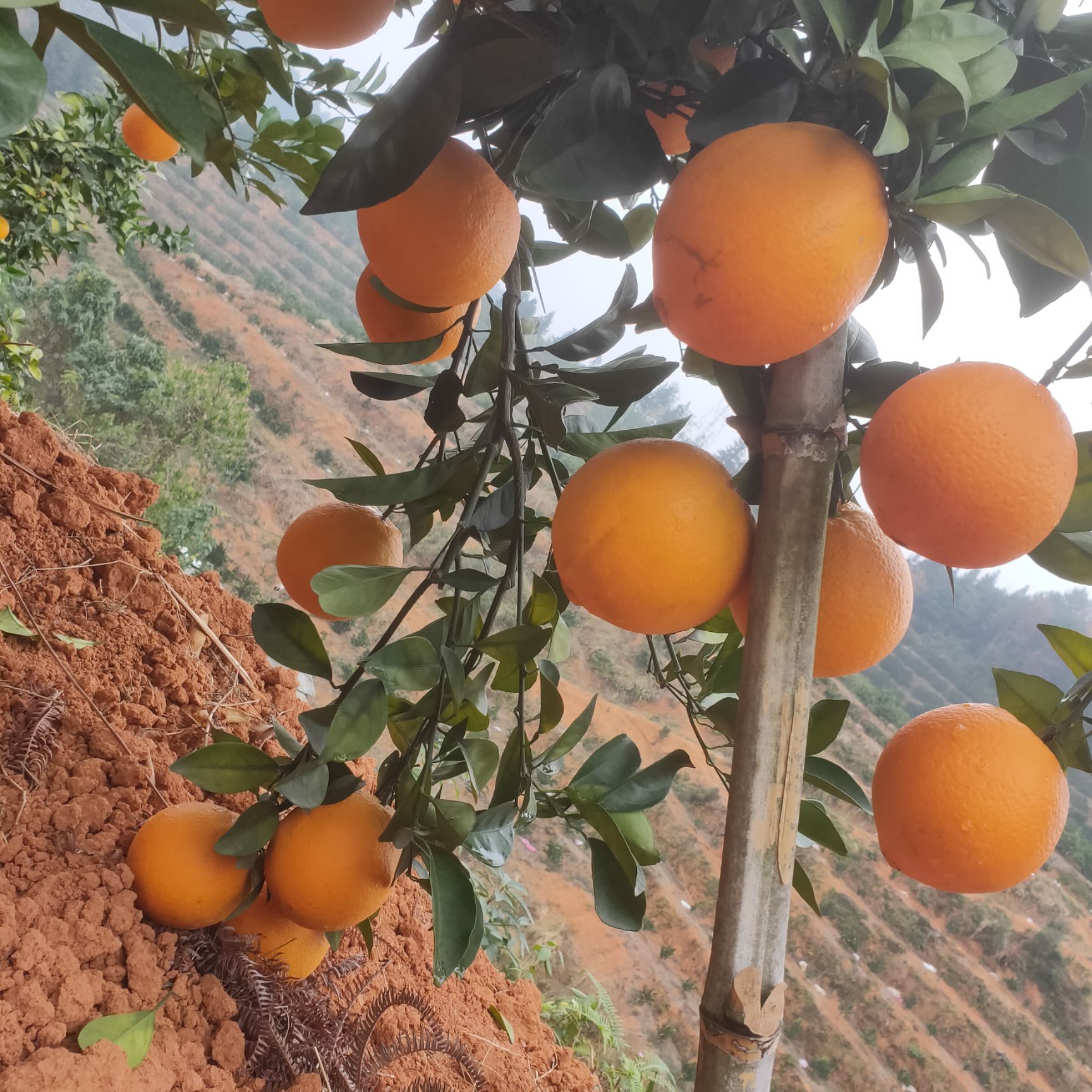 赣南脐橙江西赣南高山脐橙当季新鲜水果黄金橙儿童食用甜多