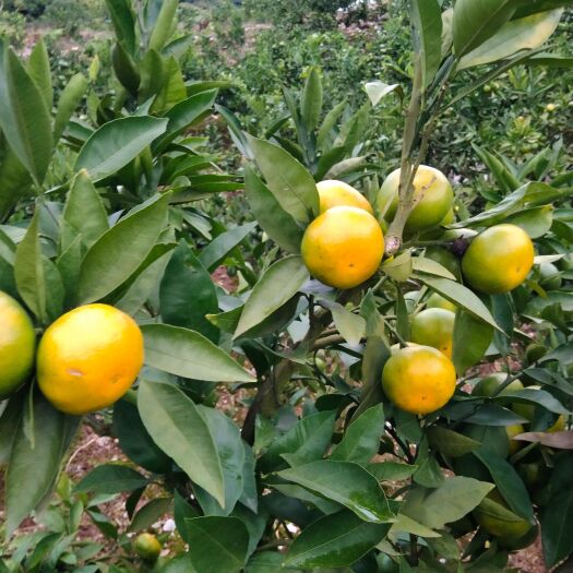 城固县蜜桔 城固蜜橘早熟大量上市，货量大，口感好，现有需要的客商及时联系