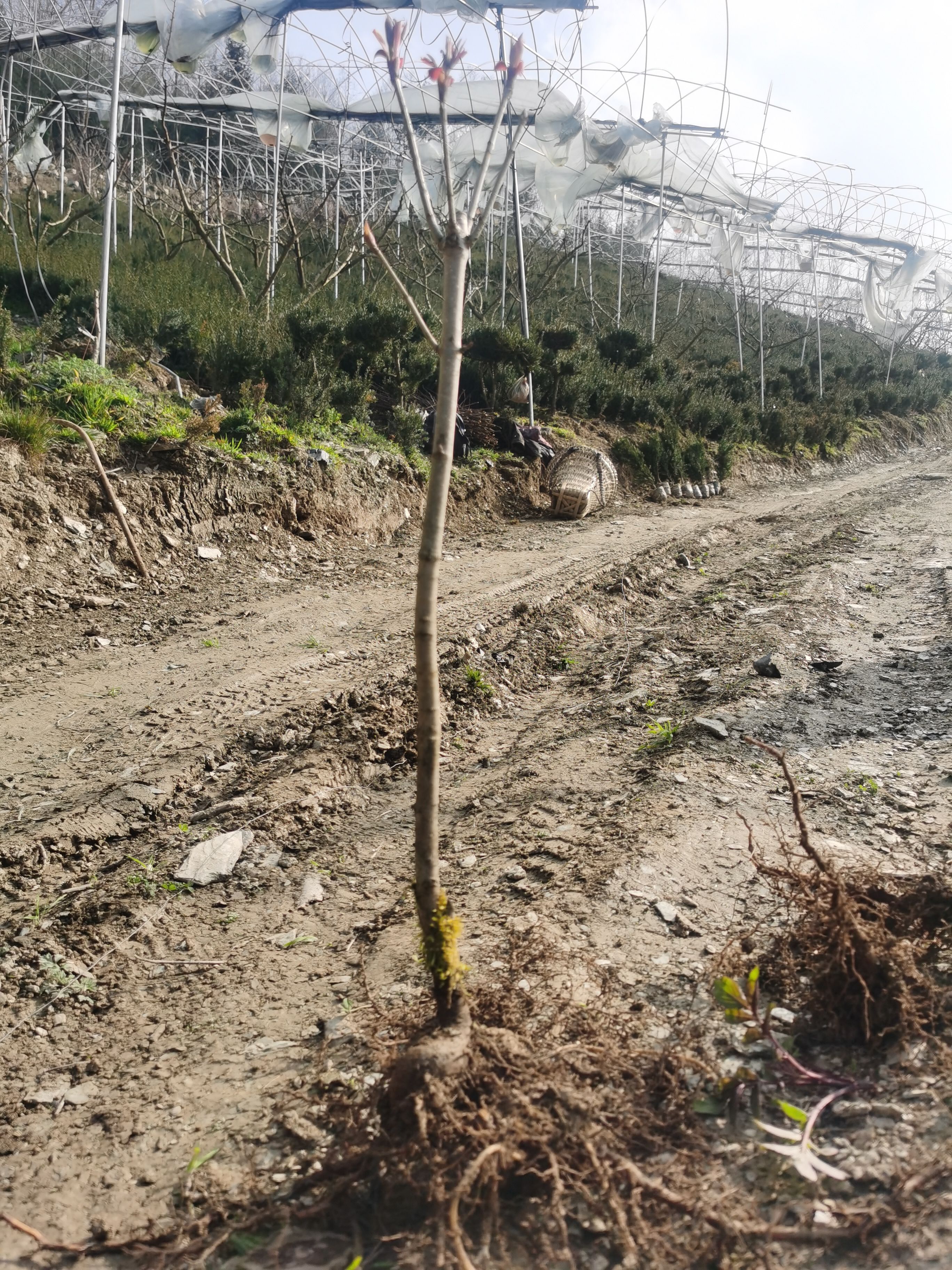 七叶树苗七叶树小苗工程绿化苗木行道园林苗木七叶树