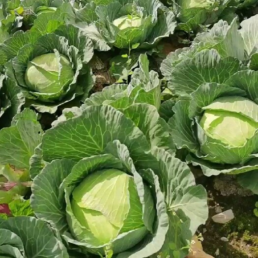 京丰奥奇娜甘蓝  湖北高山包菜甘蓝 奥奇娜 平包基地大量有货