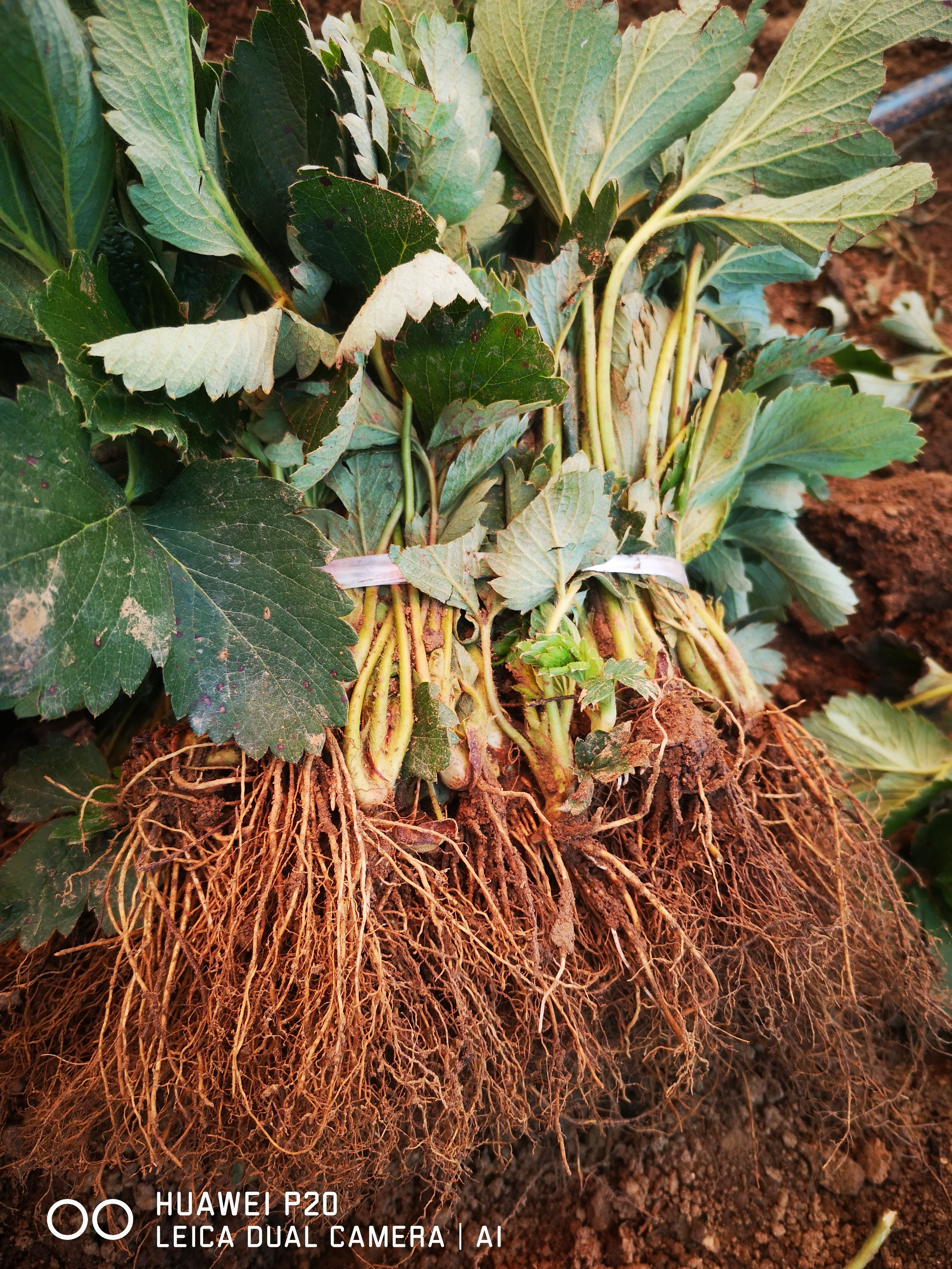 桃熏草莓苗  桃熏白草莓苗批发价格 淡雪草莓苗繁育基地