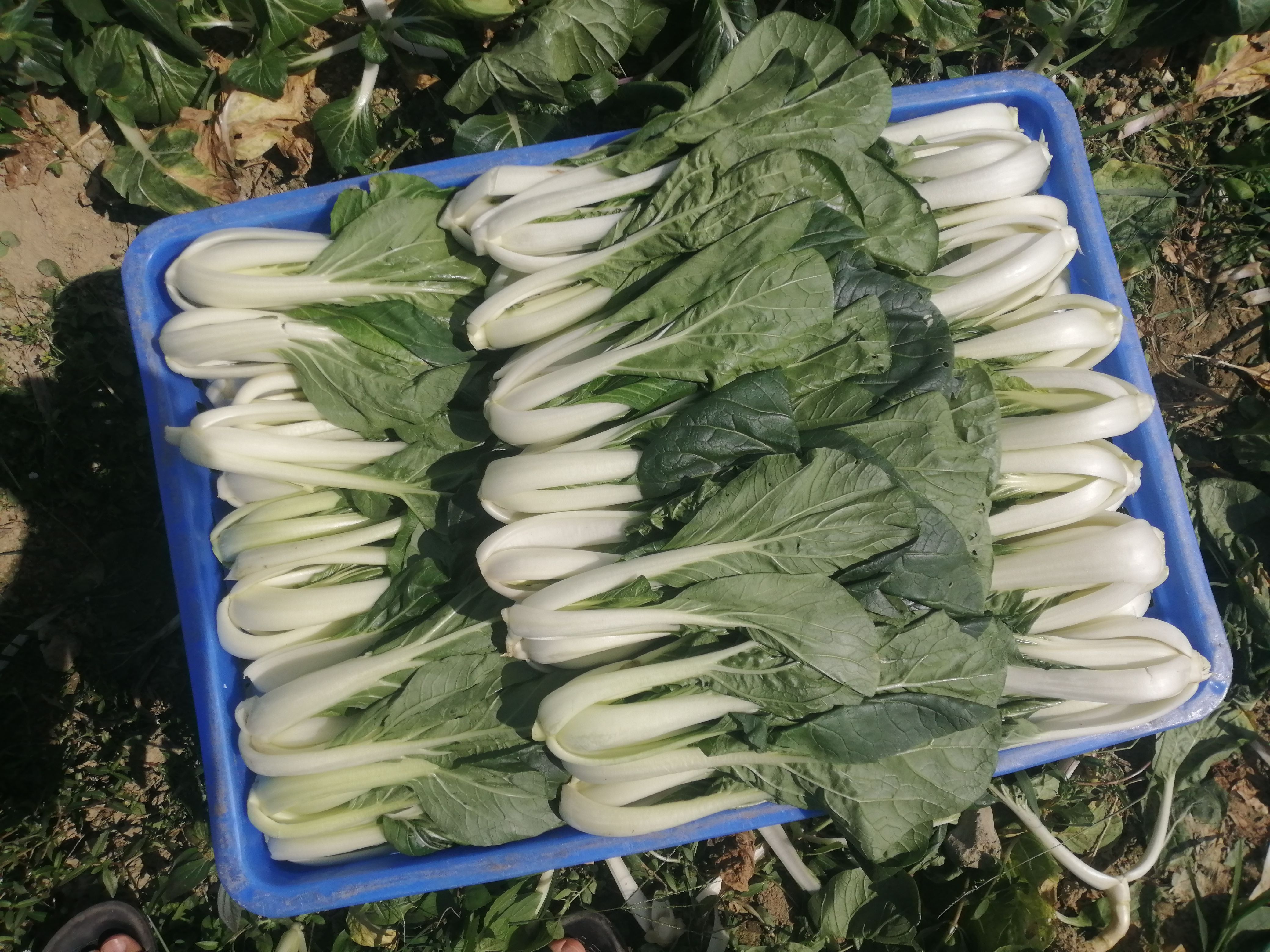 毛白菜  小白菜生 广东小白菜生 白菜生 产地直销