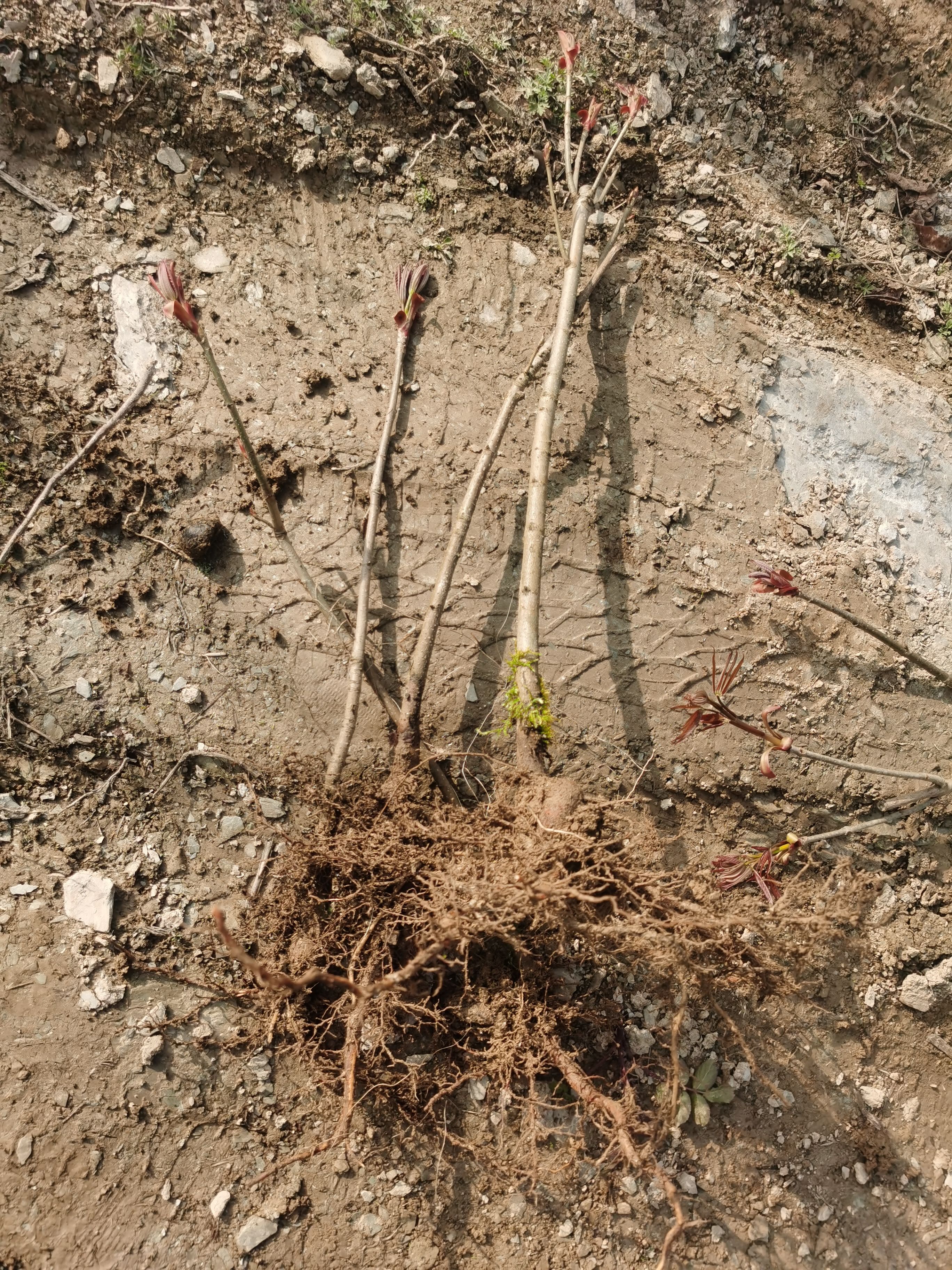 七叶树苗七叶树小苗工程绿化苗木行道园林苗木七叶树