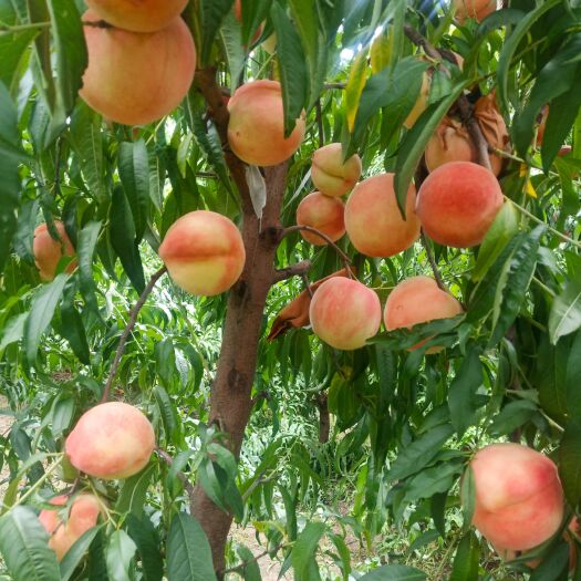 阳谷县永莲蜜桃  永联蜜桃1.8