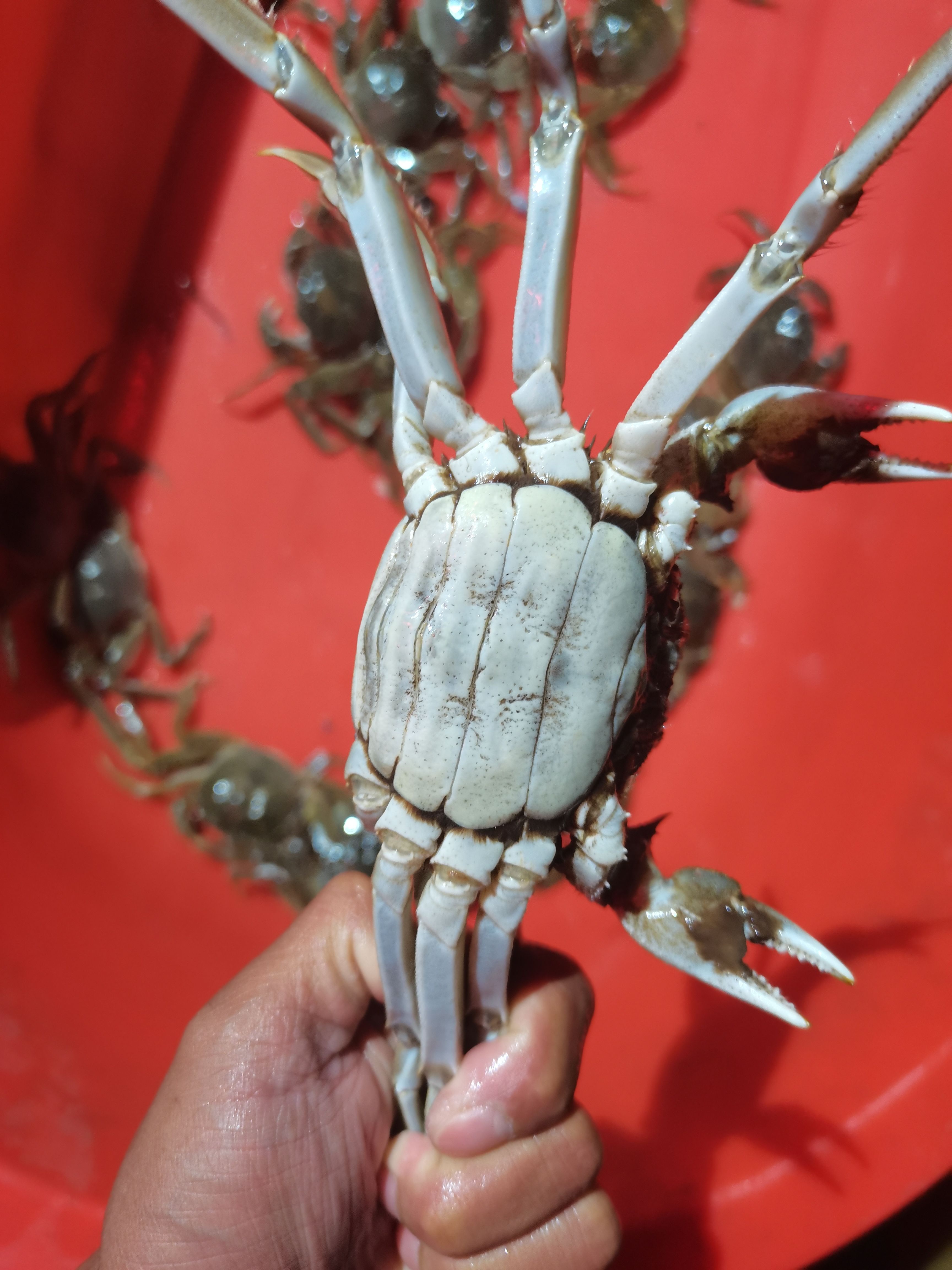 盘锦稻田蟹，水库蟹！