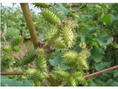大同 苍耳子
