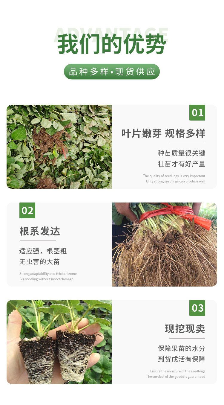 草莓苗基地，红颜草莓苗，章姬草莓苗，隋珠草莓苗，基地直销