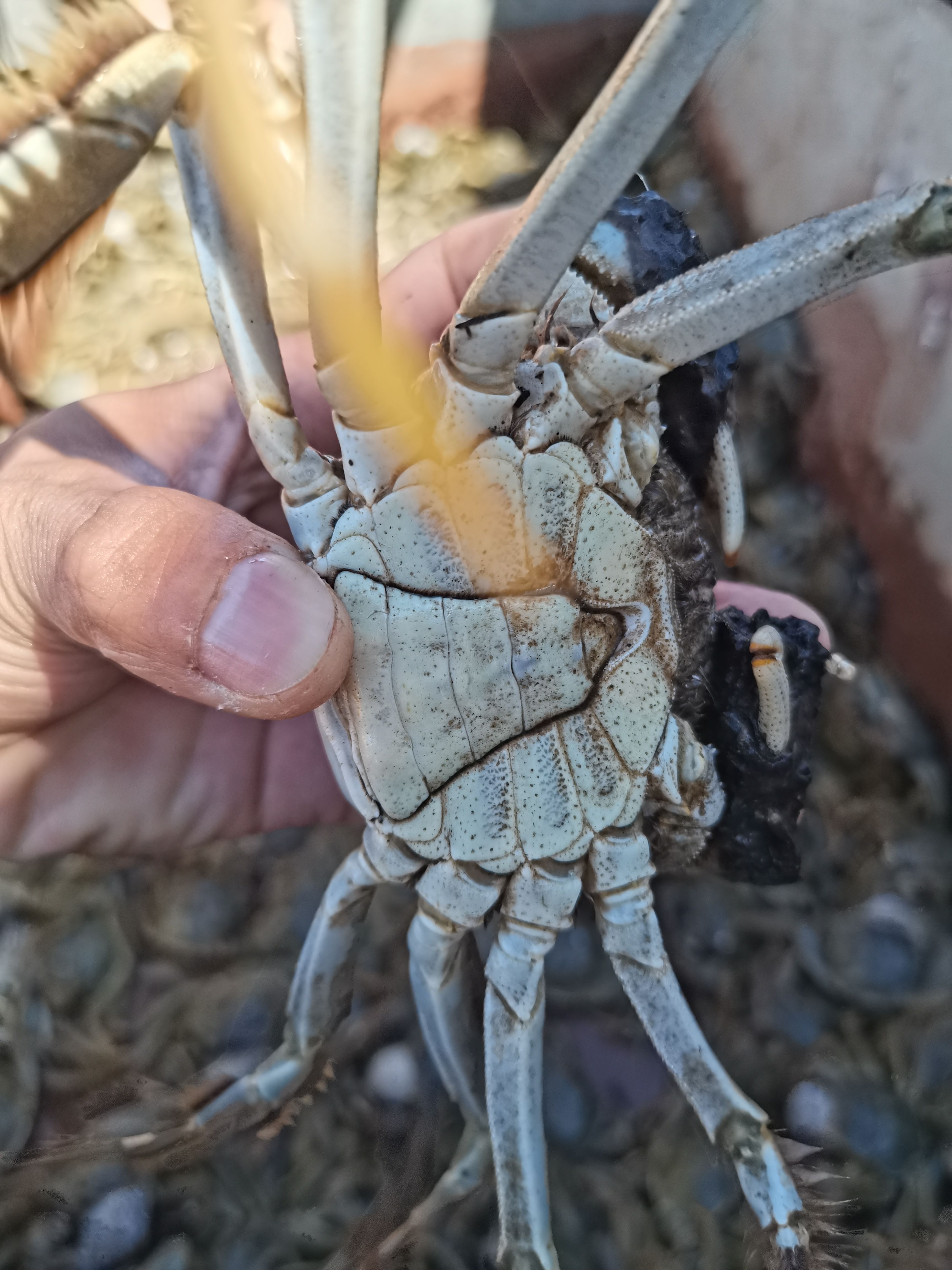 盘锦稻田蟹，水库蟹！
