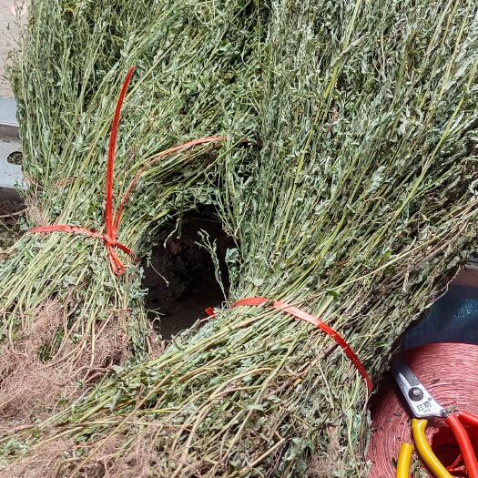 河池叶下珠自然晒干一手货源扎把货产地发货