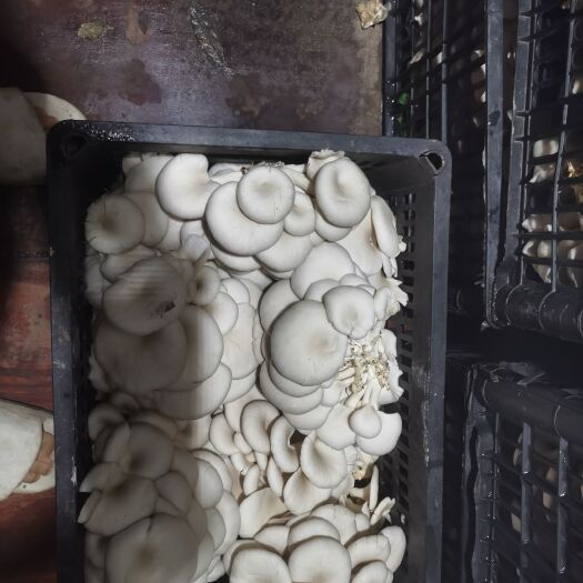  鲜平菇