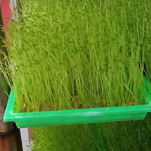 昆明 豌豆苗