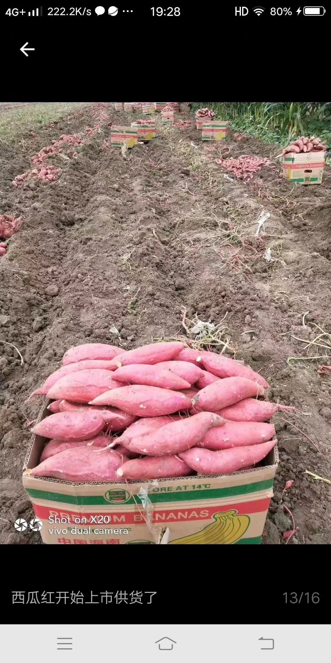 西瓜红 黑土地麦茬红薯大量供应 
找寻长期合作伙伴 货源充足