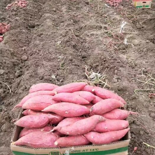 西瓜红 黑土地麦茬红薯大量供应 
找寻长期合作伙伴 货源充足