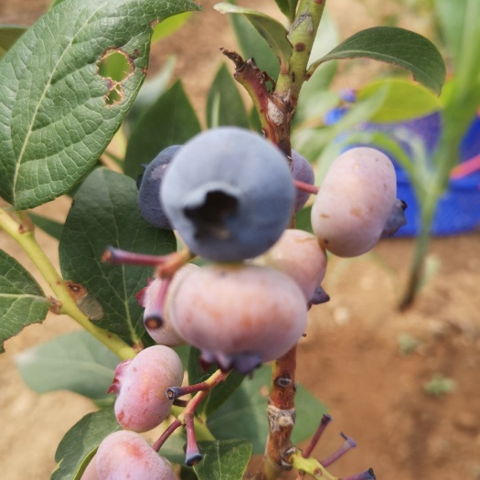 泰安瑞卡蓝莓苗  珠宝蓝莓苗育苗基地 L优系列蓝莓品种价格
